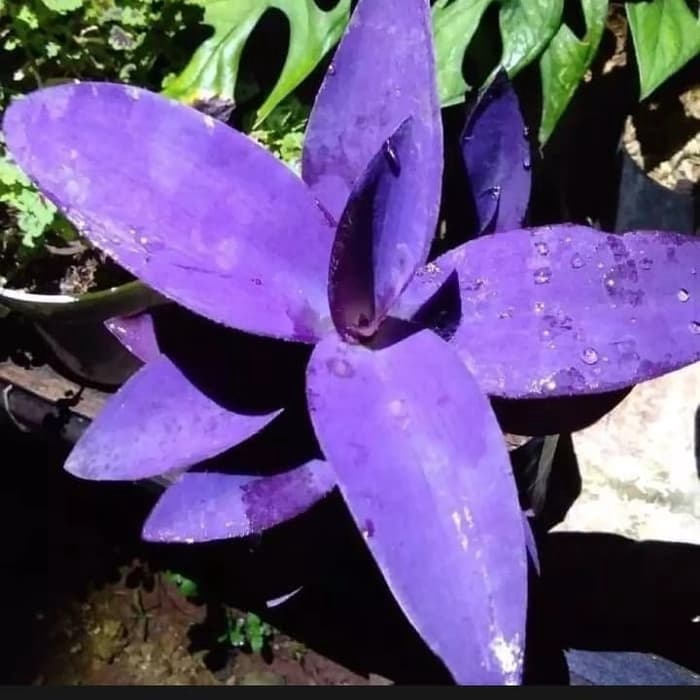 Tanaman Hias Adam Hawa Ungu - Adam Hawa Ungu