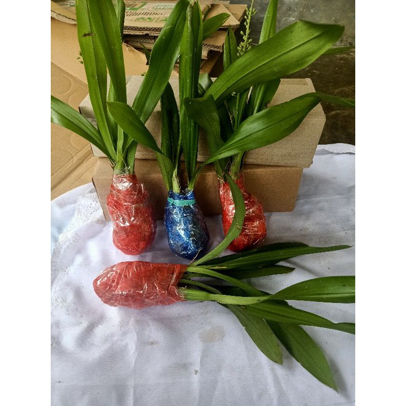 bibit anggrek hutan termurah