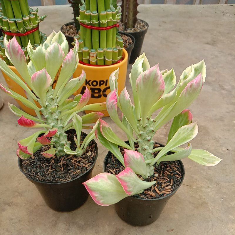 Monadenium