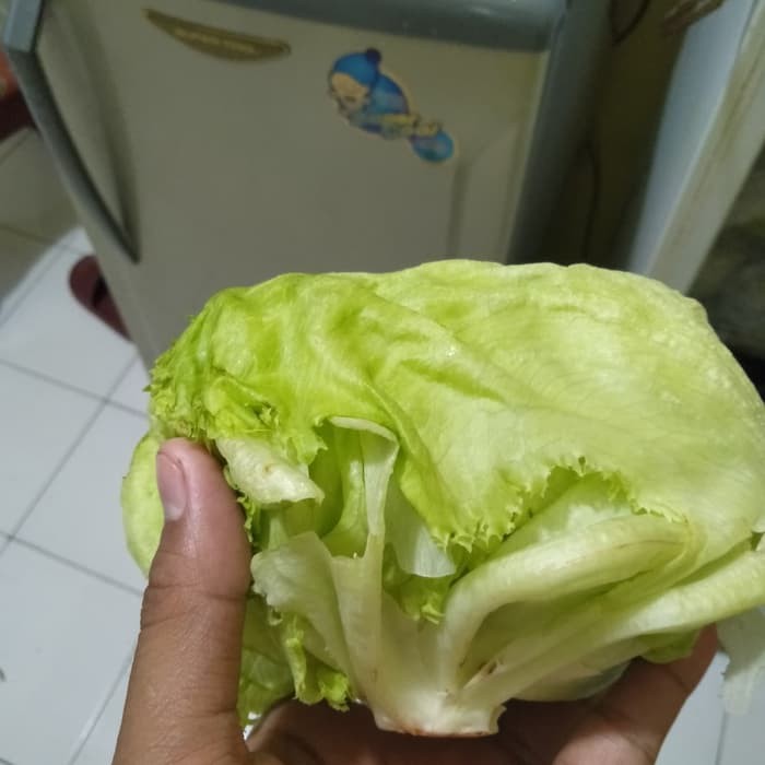 Lettuce Letus Sayuran Kebab Shopee Indonesia