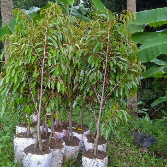 Bibit Durian kaki 3 Unggulan Tinggi 2 Meter - Bisa pilih Varietas