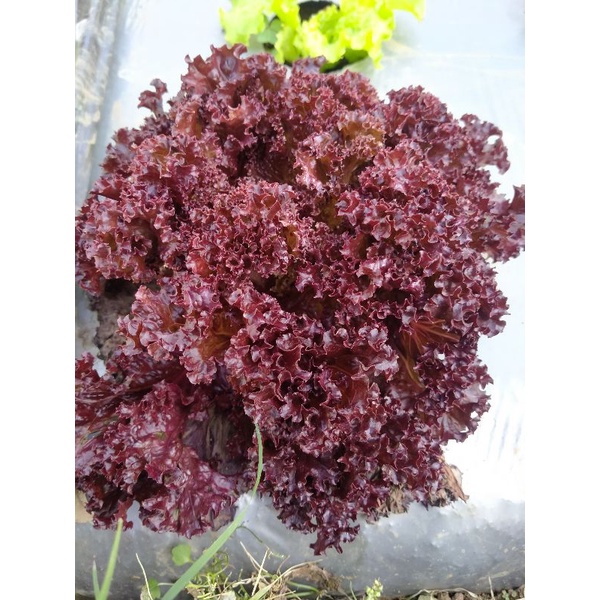 

selada merah lollo rossa segar/SALAD sayur