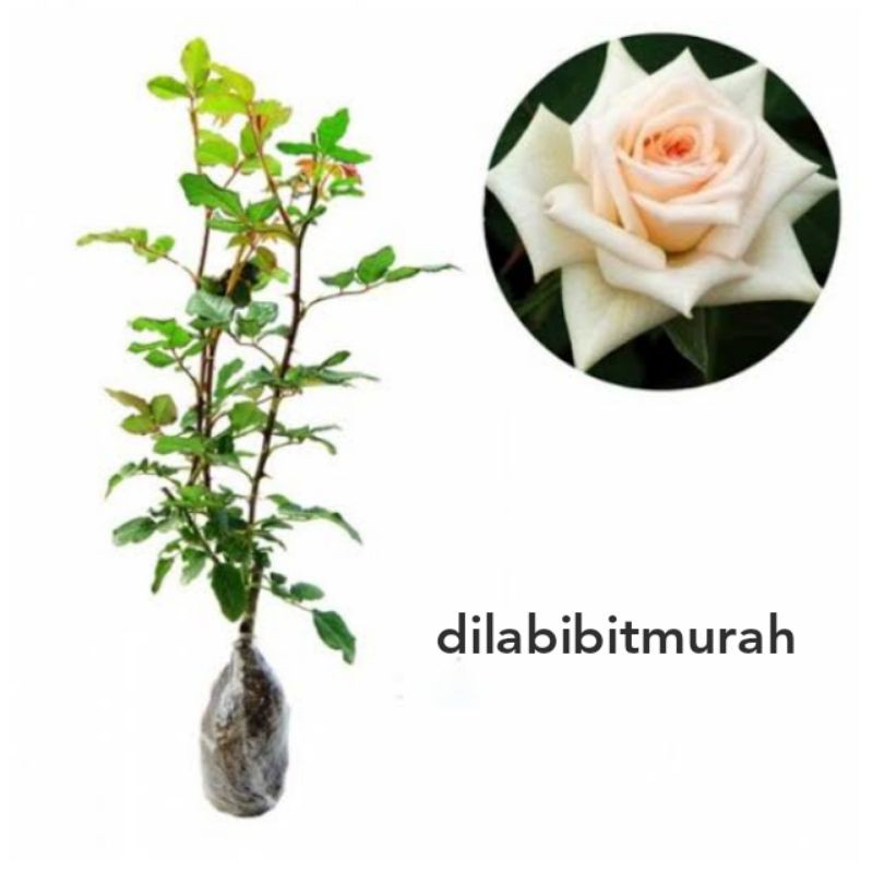 bibit bunga mawar putih