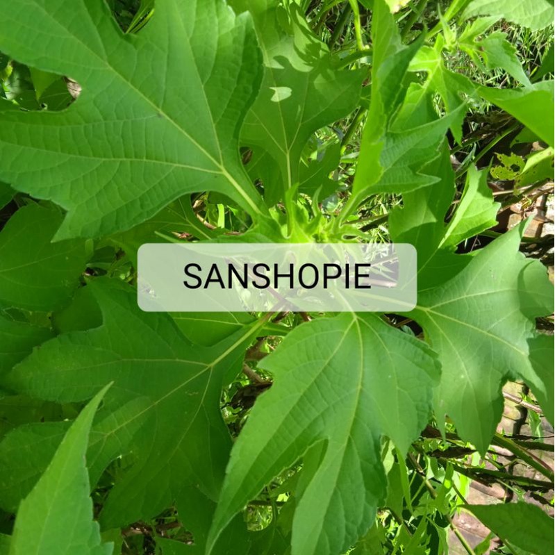 

Daun insulin atau kipahit segar 500 gram