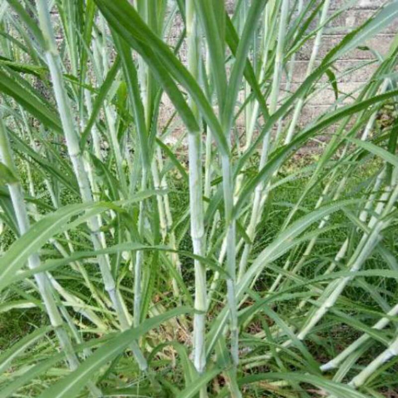 bibit rumput zanzibar 15 batang