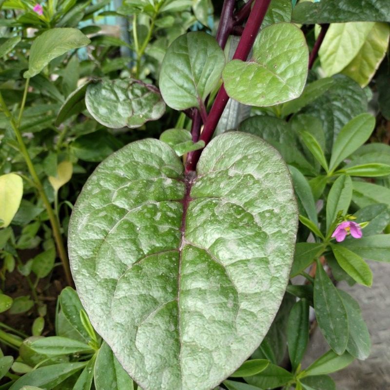 

binahong merah jumbo