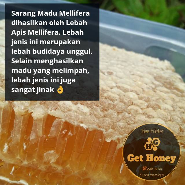 

Sarang Madu Asli Madu Sarang Asli Mellifera 250 gr Menjaga Daya Tahan Tubuh Covid Corona