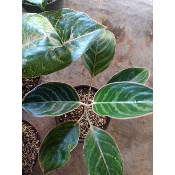 aglonema lipstik zebra