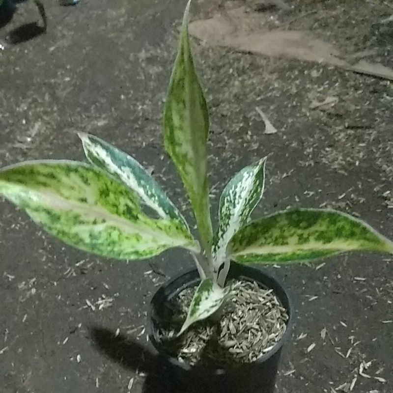 tanaman hias aglonema madona twister