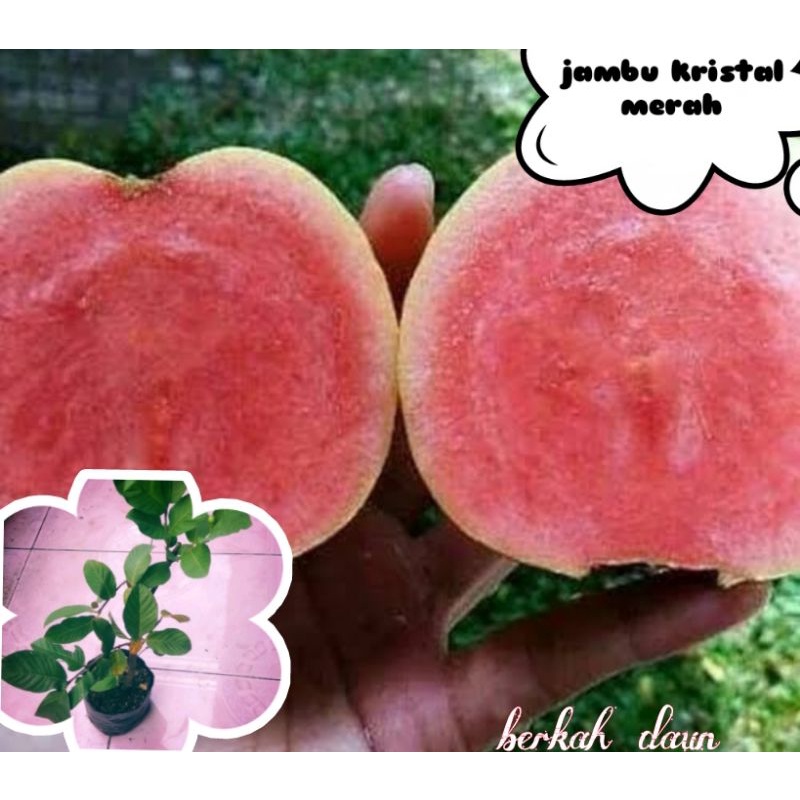 bibit jambu kristal merah/Red diamond