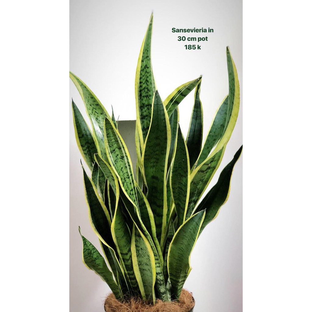 Terlaris Tanaman Lidah Mertua Tinggi Dan Rimbun Dalam Pot Bunga Hitam Cantik