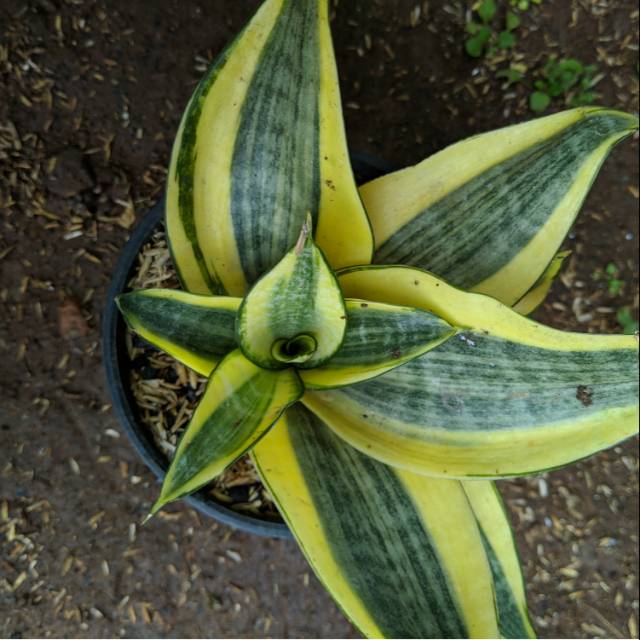 Sansivera mini golden