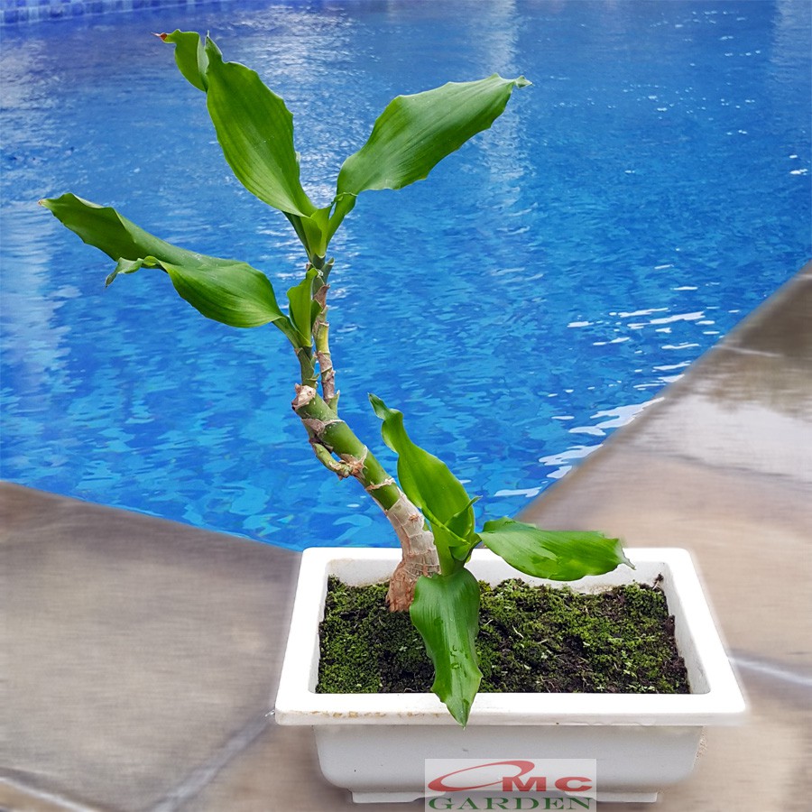 Tanaman Hias Bonsai Mame Dracaena Fragrans Massangeana Corn Plant Hijau Hanjuang Andong B-DFM-003