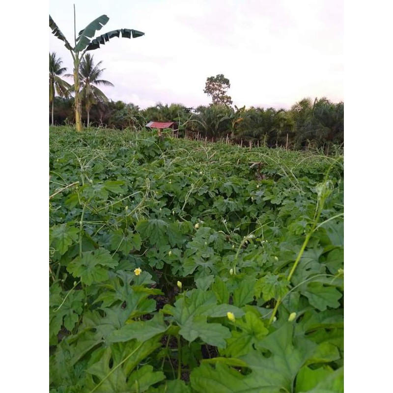 

Daun pare hutan 500grm