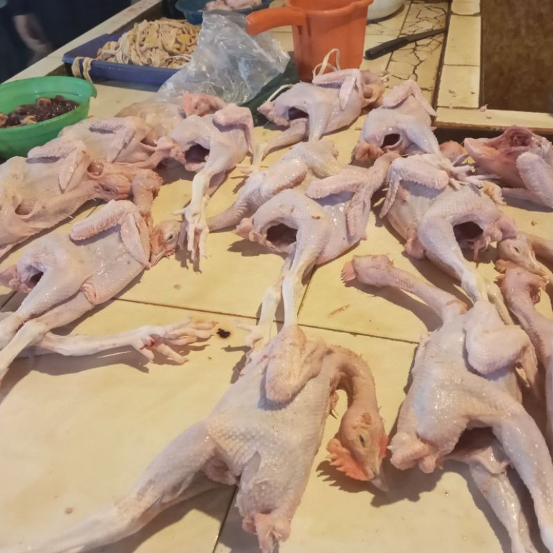 

ayam pejantan