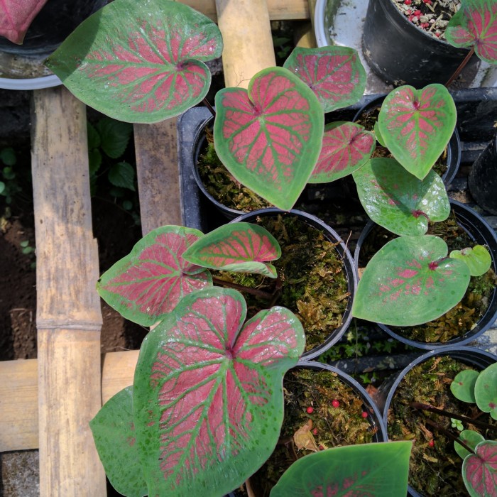 caladium tambuna keladi remaja thailand series,keladi tambuna
