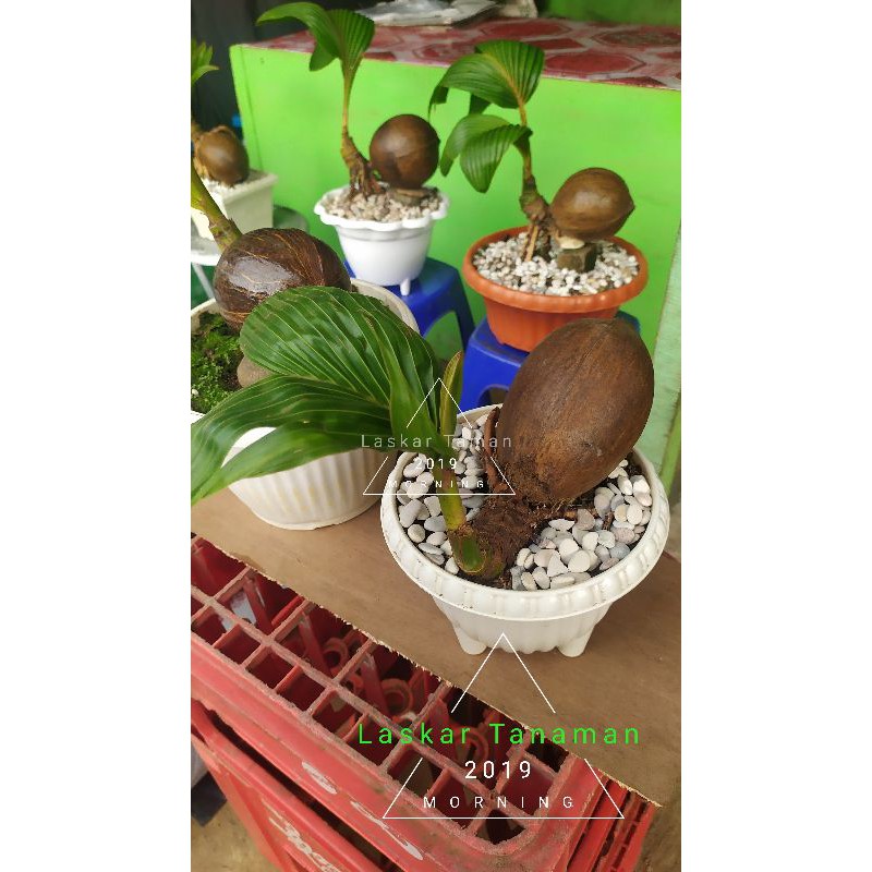 TANAMAN HIAS BONSAI KELAPA KUNING/POHON BONSAI KELAPA KUNING