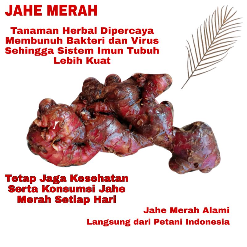 

Jahe Merah