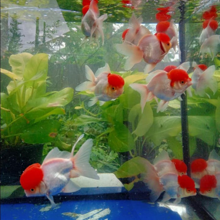ikan mas koki oranda red cap jambul / ikan hias aquarium / oranda redcap