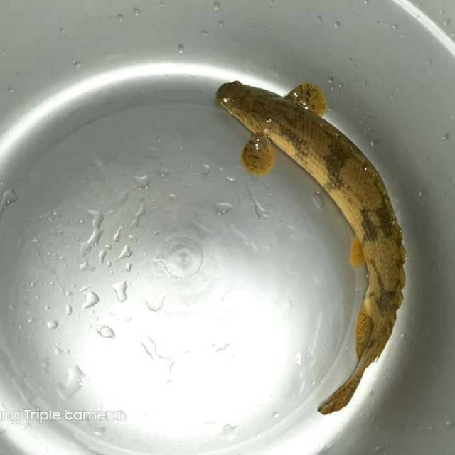 Ikan Hias Palmas Naga Batik Endlicheri Aquarium