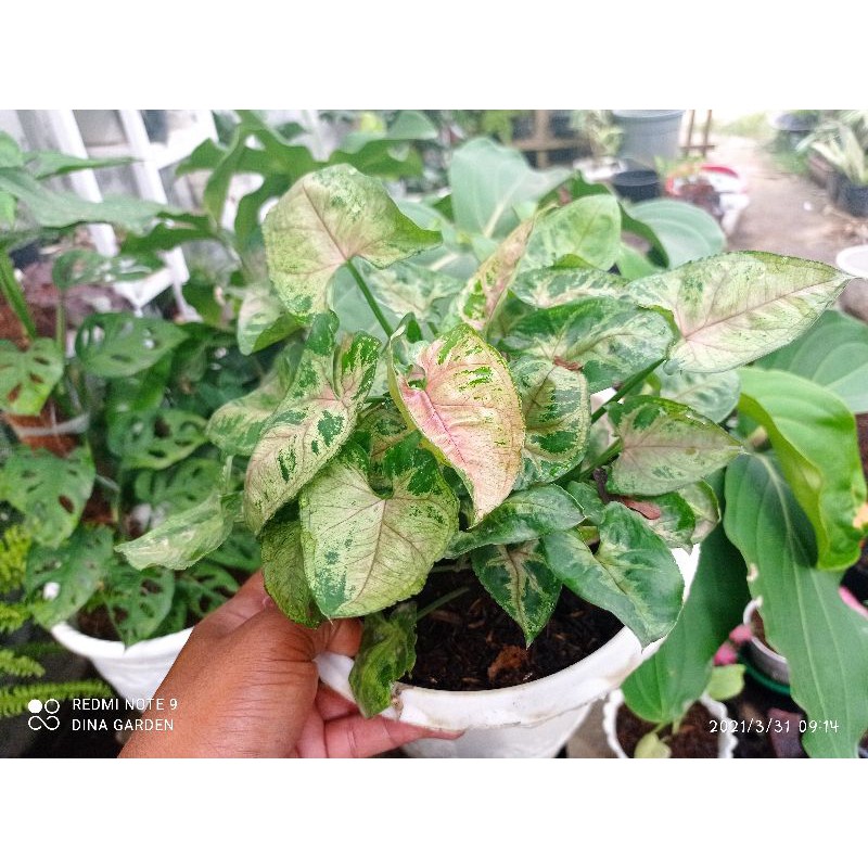 syngonium mini allusion