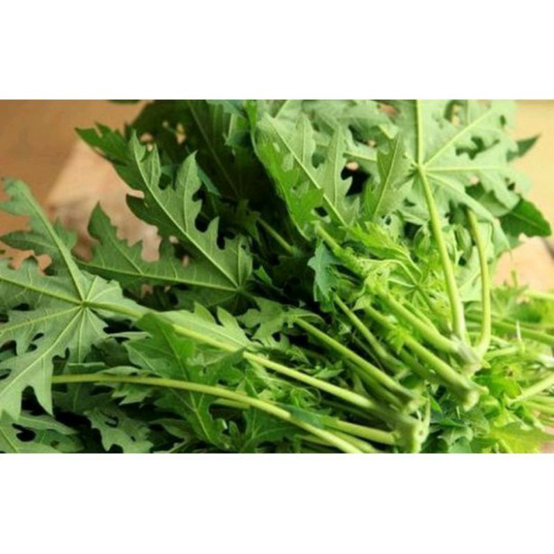 

daun pepaya muda segar langsung petik 300gram