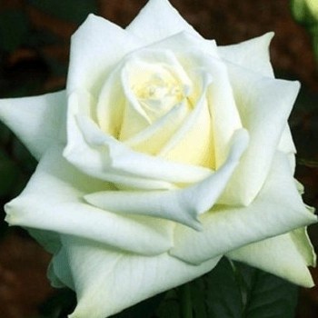 Tanaman hias Bunga Mawar Mega Putih - mawar bunga putih - Tanaman Hidup - Tanaman hiasan mawar - bun