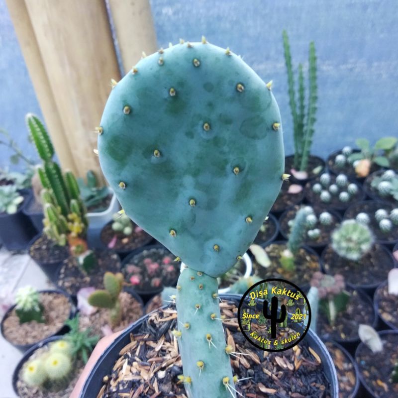 KAKTUS opuntia robusta