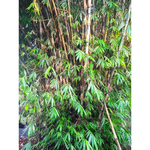 

Daun bambu hijau segar isi 12 LEMBAR