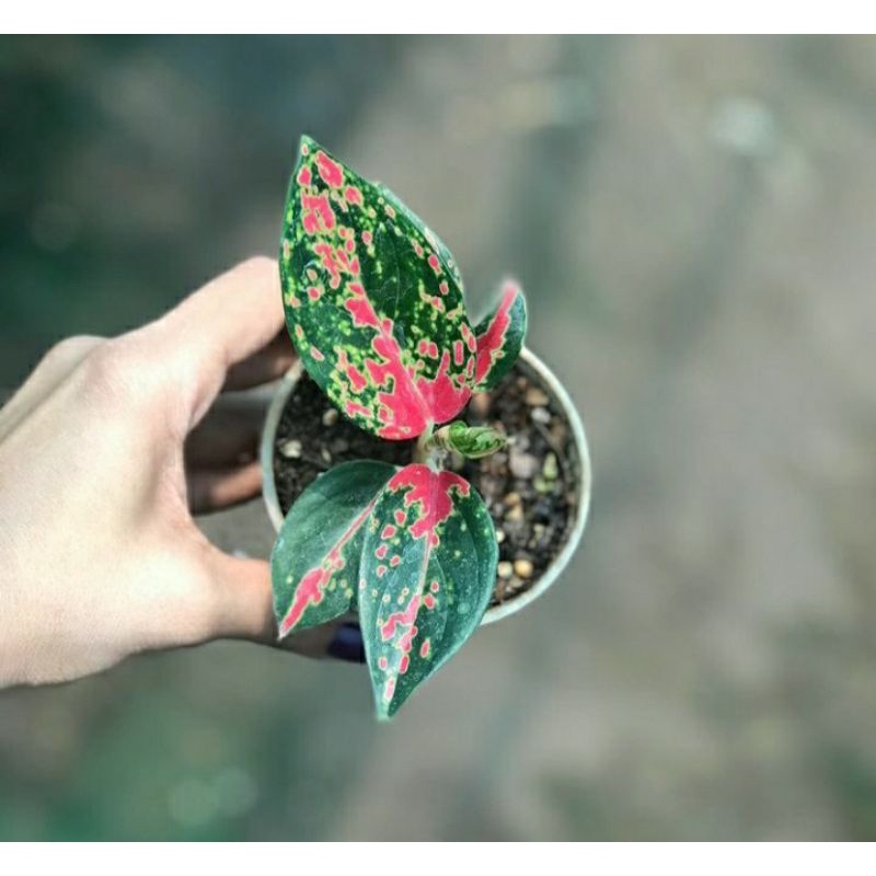 Aglonema Suksom batik anakan/baby / Aglonema suksom batik