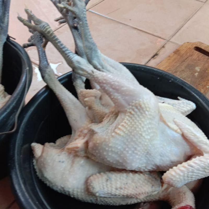 

ayam kampung asli hidup
