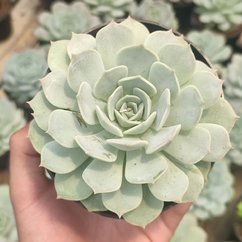 Sukulen Echeveria lola medium size