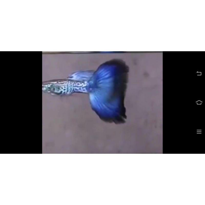ikan guppy ss blue tail perpasang