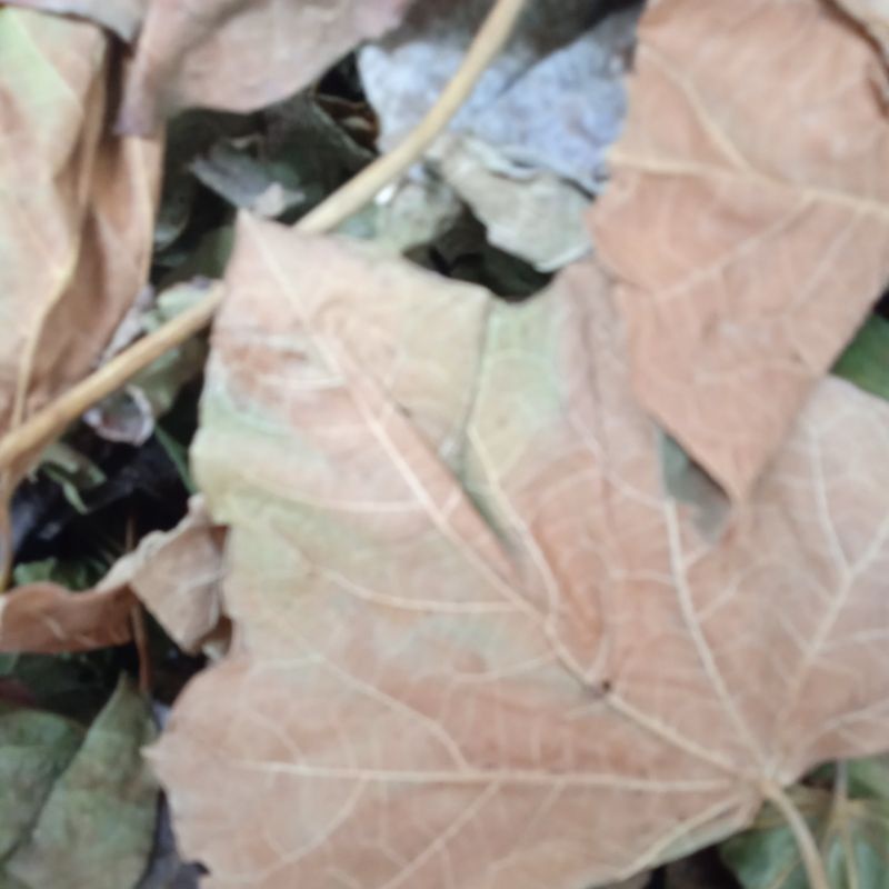 

DAUN JARAK KERING