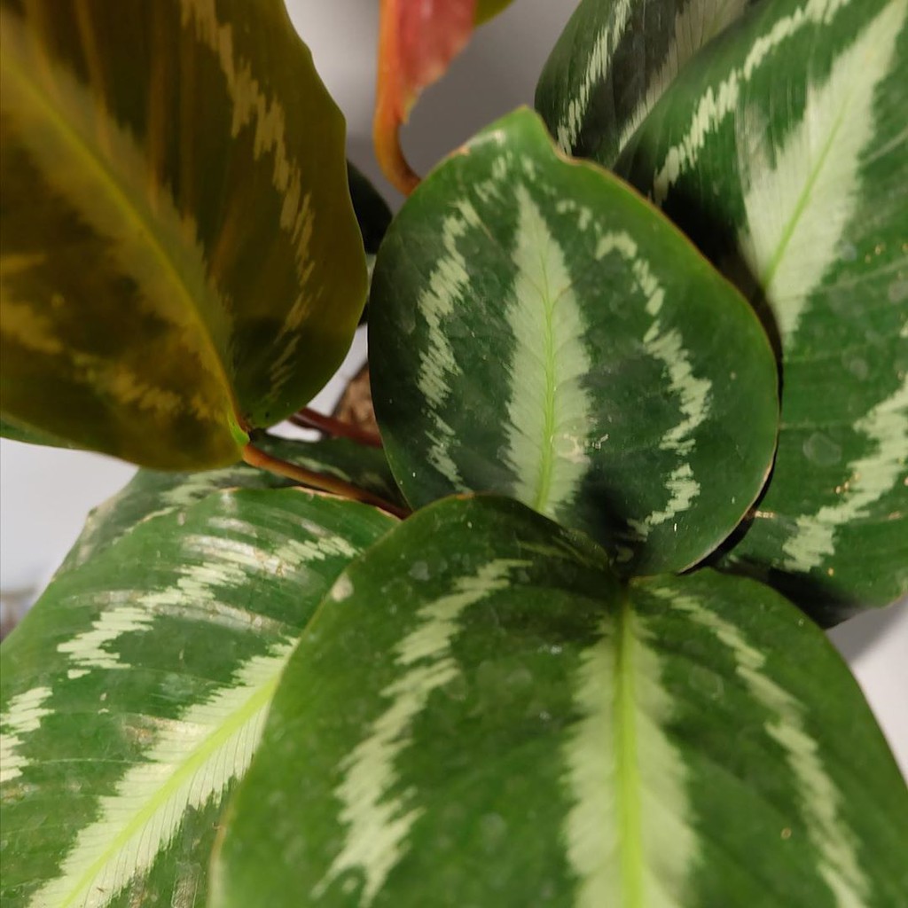 calathea silverback bibit tanaman hias daun