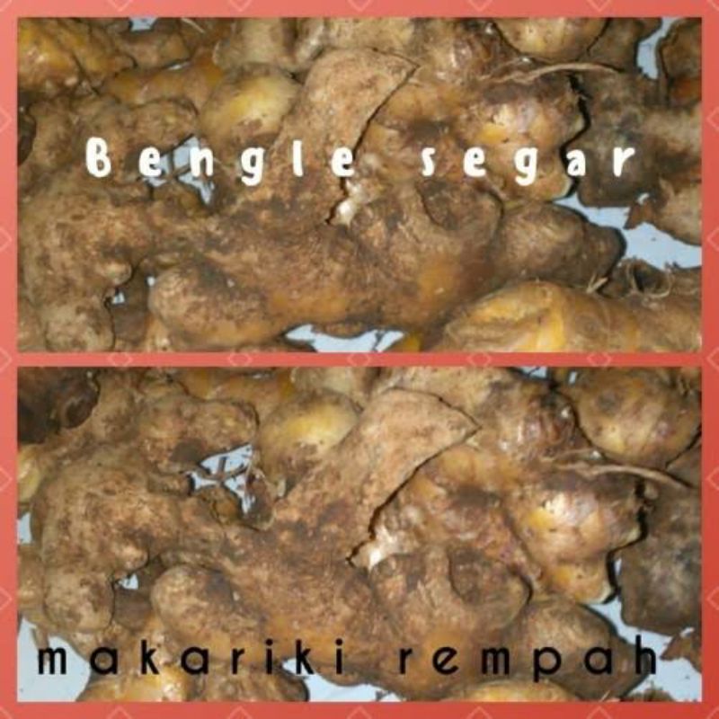

rimpang bengle - banglai segar