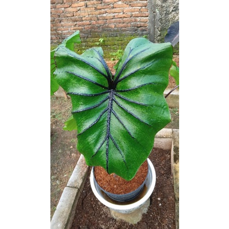 colocasia pharaohk mask