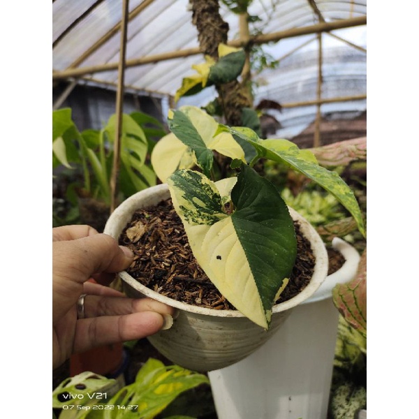 syngonium yellow variegata / var kuning