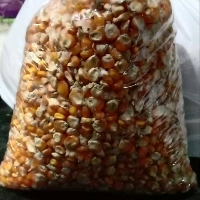

Jagung/jagung kuning/jagung murah