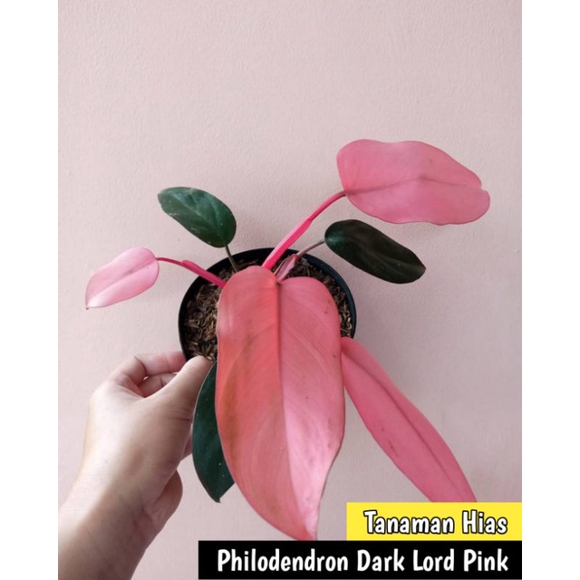 Tanaman hias philodendron pink dark lord - Philodendron dark lord pink