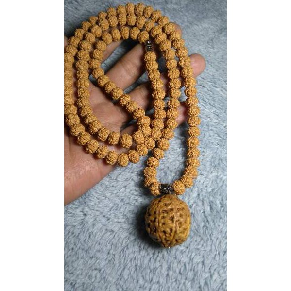 Kalung rudraksha jenitri asli (KODE 5234)