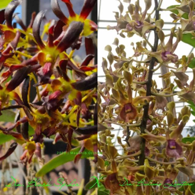 Anggrek Dendrobium Black Spider X Piooner River