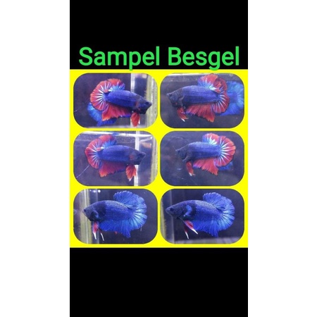 Per 100 ekor Ikan Cupang Bangkok, Berta, Betta, ikan hias, cupang besgel plakat , plakad cendolan