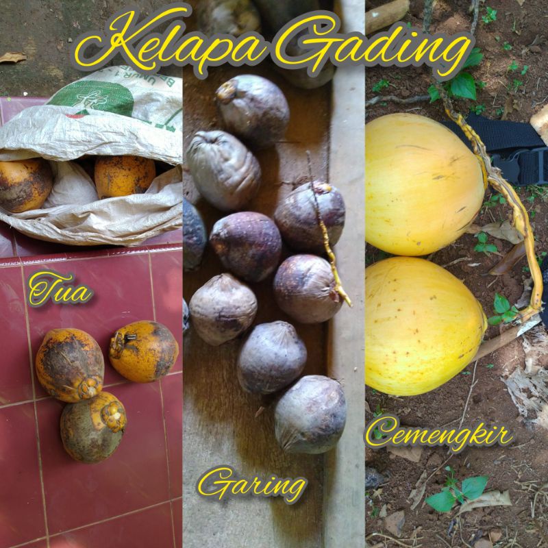 

Kelapa Gading untuk acara mitoni selametan rumah sedekah bumi dan bonsai