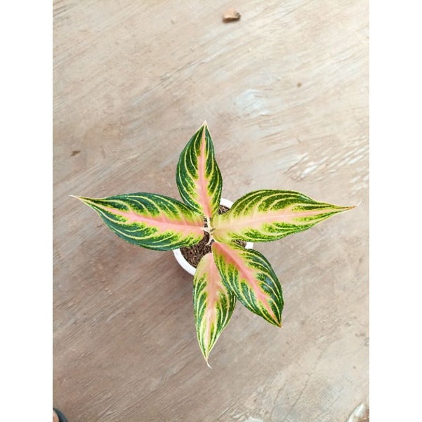 aglonema pink sunset remaja / tanaman koleksi menengah murah