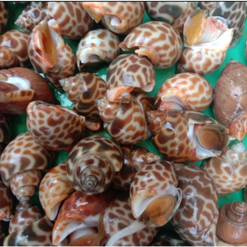 

KEONG MACAN SEGAR