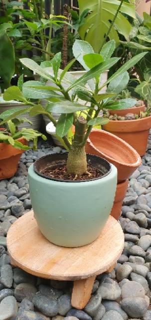  Tanaman  Hias  Adenium Mini  dengan Pot  Tanah Shopee Indonesia