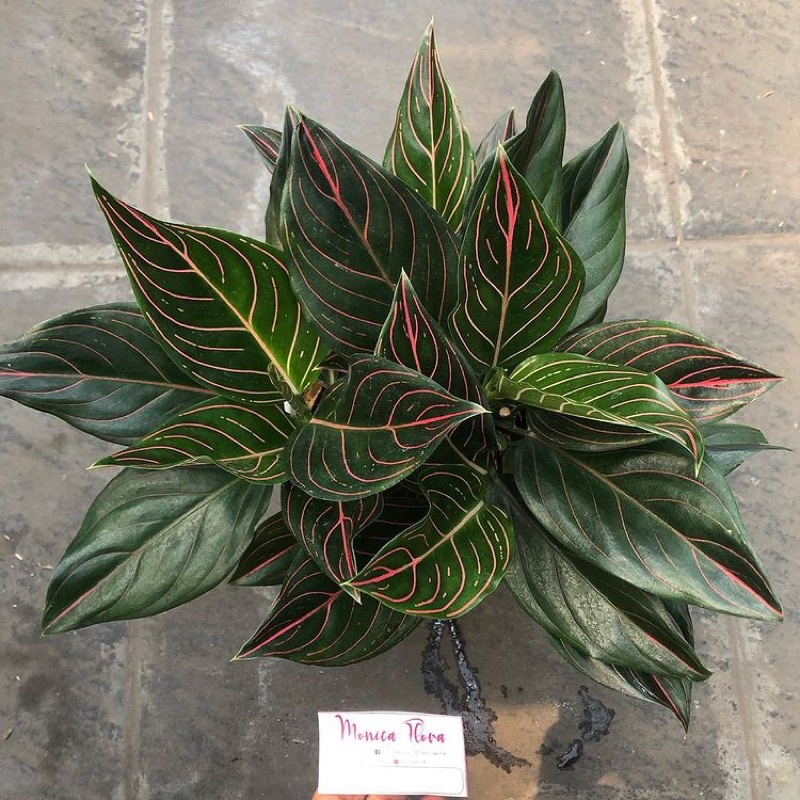 Tanaman hias aglonema rotundum- Tanaman Indoor - Tanaman Outdoor - tanaman hias hidup - bunga hias -