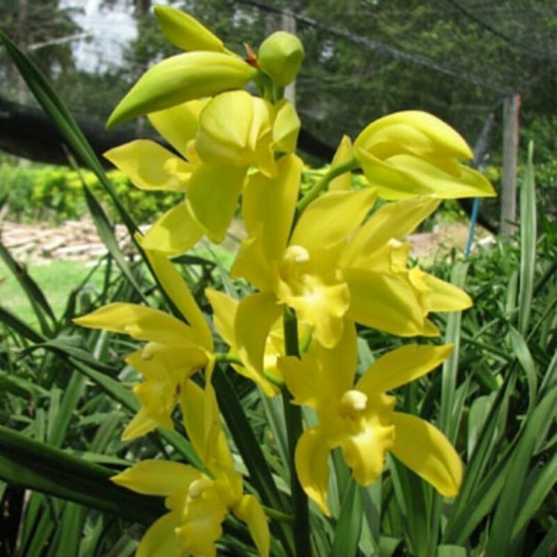 cymbidium golden boy