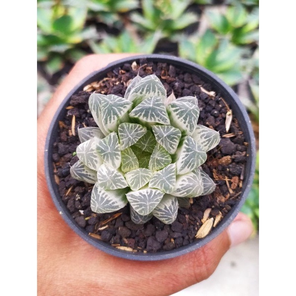 Haworthia cooperi silver swirl